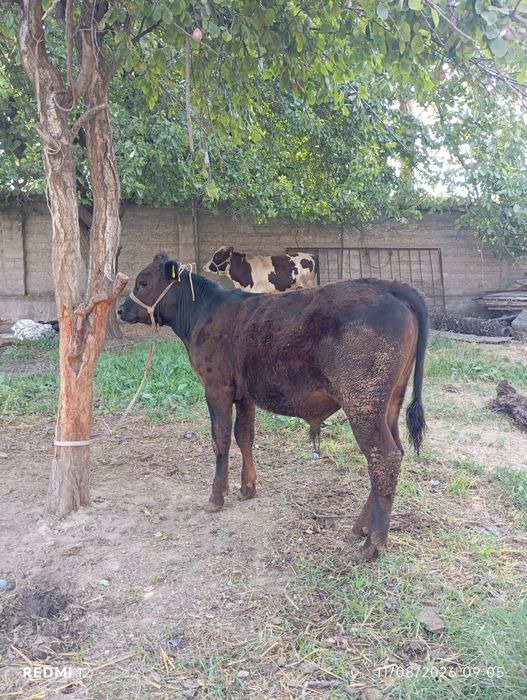 Buqacha sotiladi