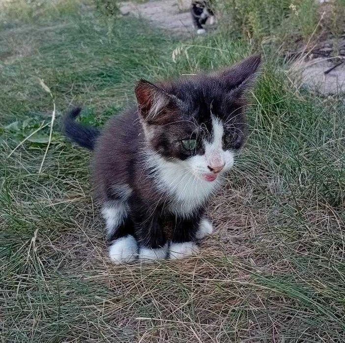 Отдам котят 1,5 месяца