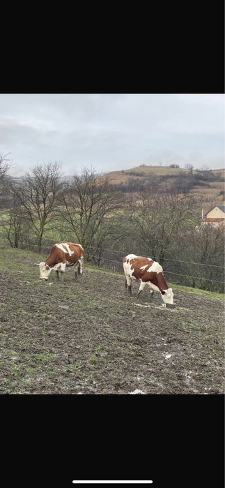 Vaci cu vitei de vanzare