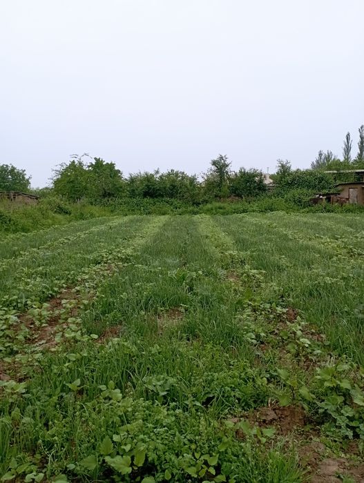 Piyoz koʻchatlari ekishga tayyor