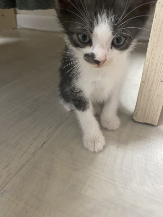 Котенок.Смешной,шустрый,ласковый