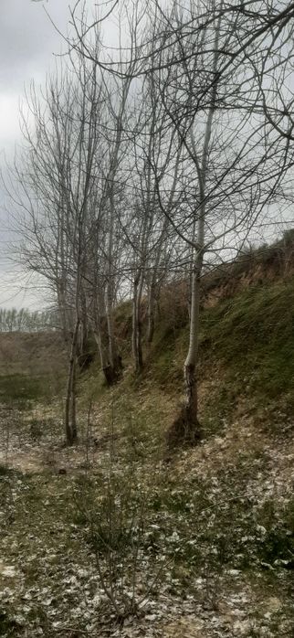 Ko‘k terak Baquvvat Samarqand