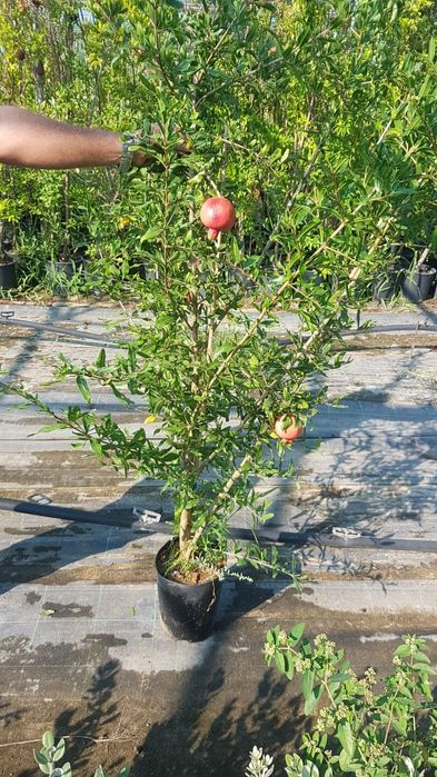 Rodie la ghiveci anul 4