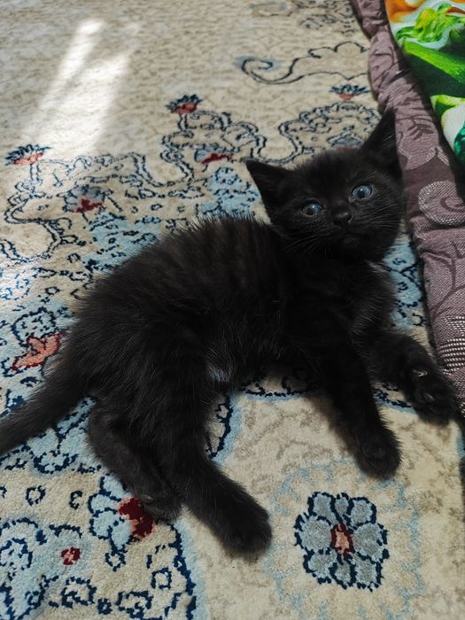 Котенок отдам в хорошие руки