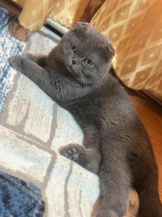 Скотиш фолд тоза зотдор еркак мушукча