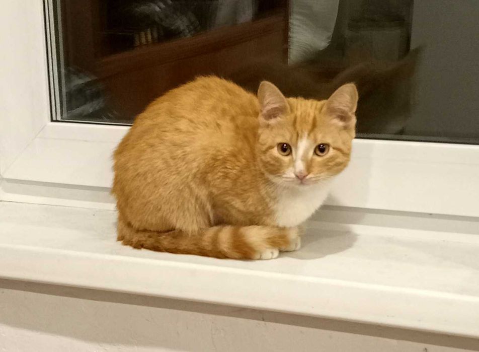 Отдам в хорошие руки