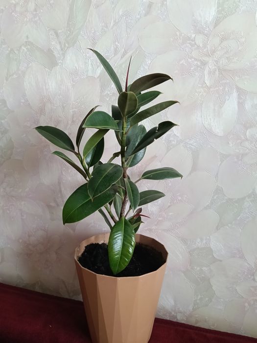 Продам комнатные цветы