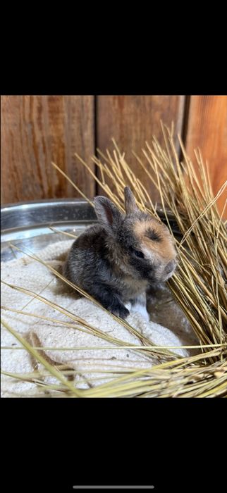 крольчата декоративные