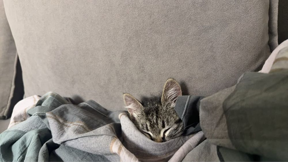 Кот 1 месяц отдам бесплатно