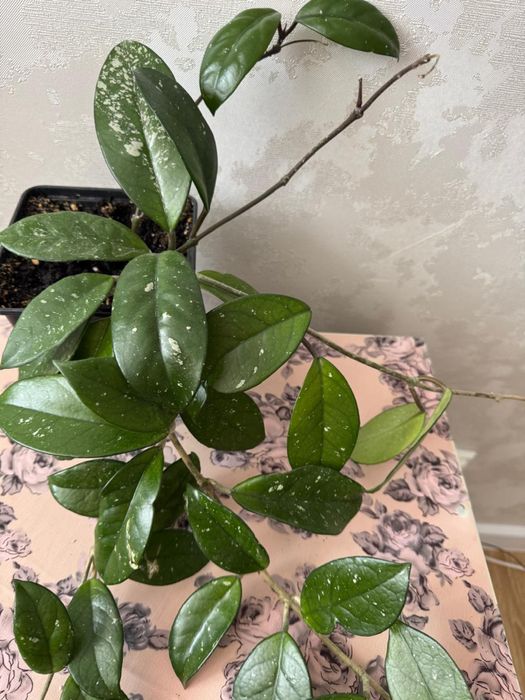 Продам цветы Хойа