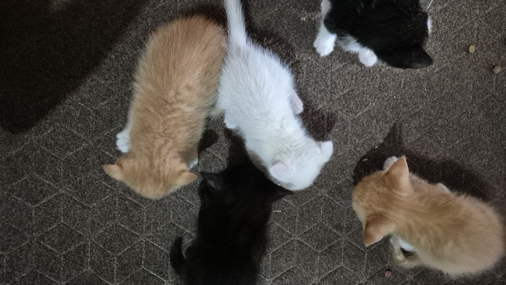 Отдам котят в добрые руки