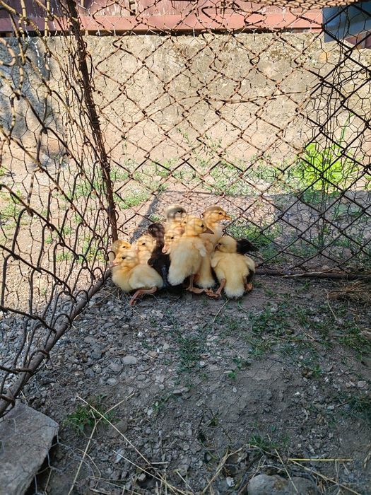 RATE INDIENE de o saptamana