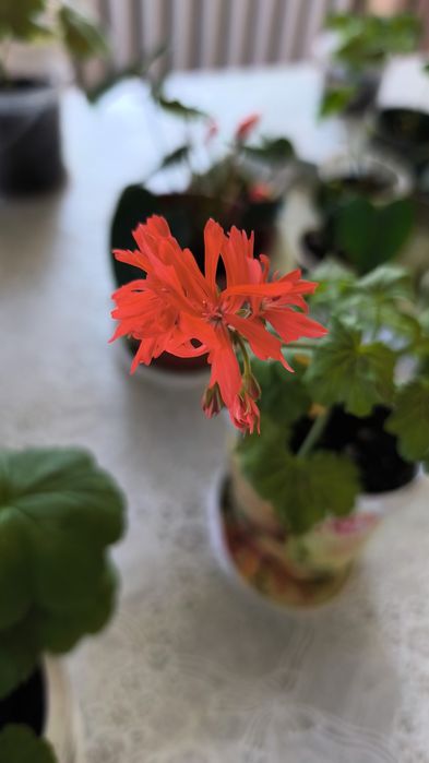 Продаются домашние цветы