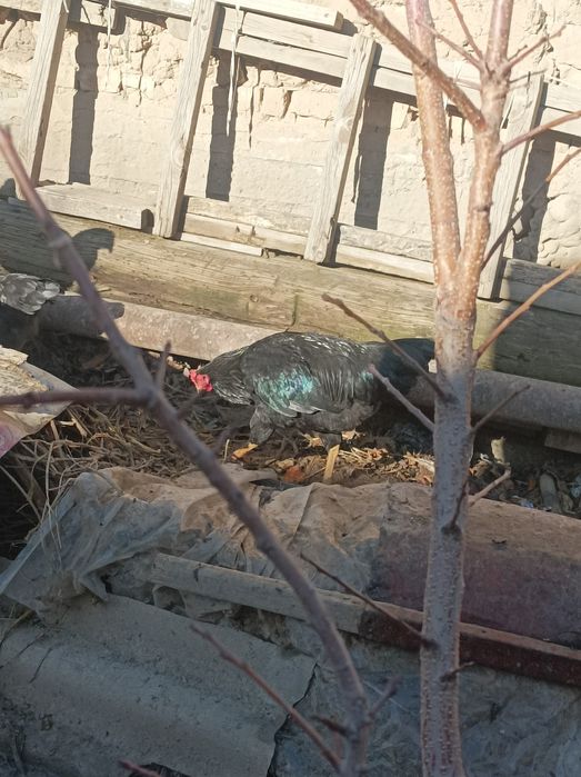 Dakan xoʻroz sotiladi