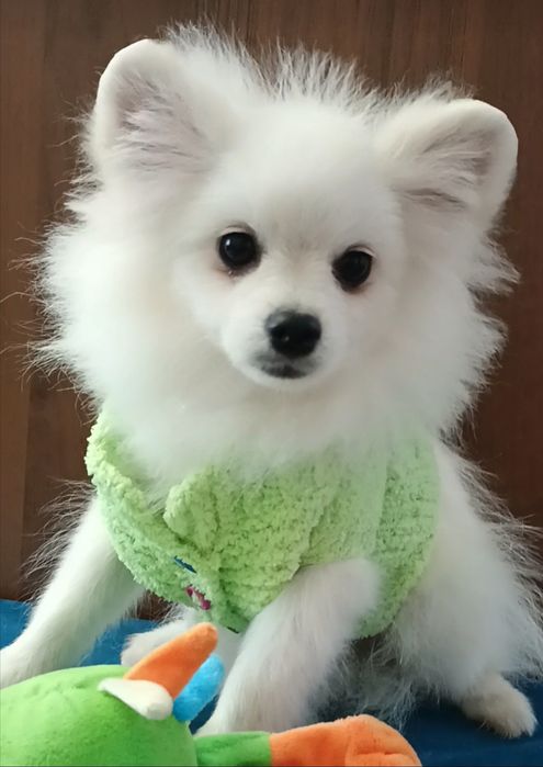 Померанский шпиц мини,щенки