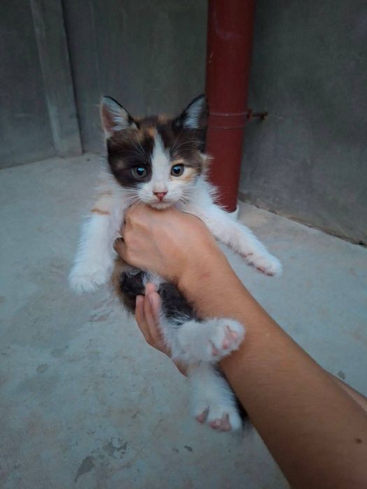 Котята ждут своих родителей!