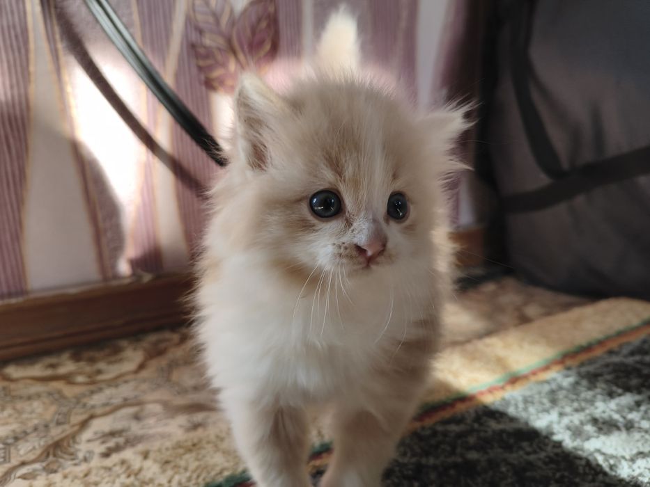 Котенок в хорошие руки