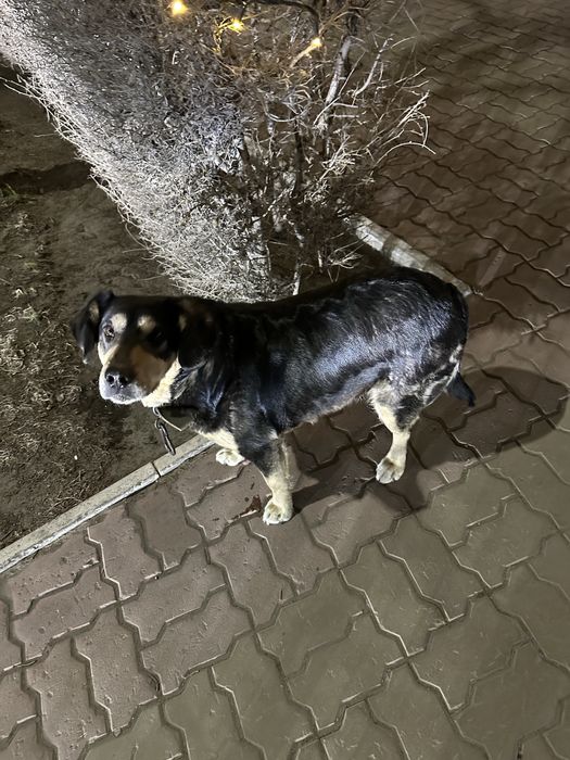 Нашлась Собачка стоит на Атриуме