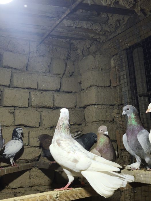 Шракахосты Голуб