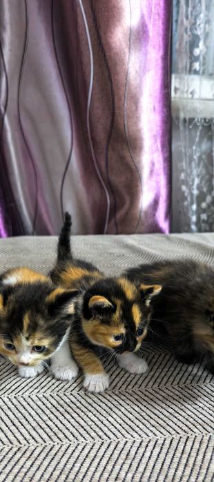 Продам котят мама британка
