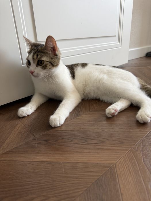 Отдам котенка в добрые руки