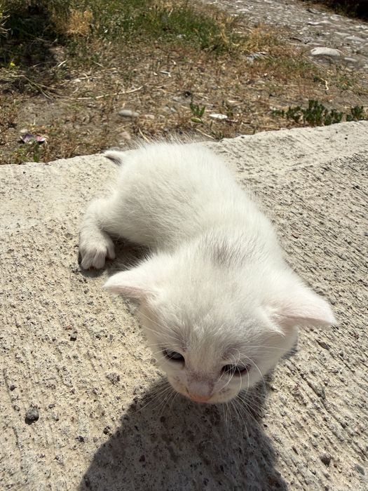 отдам в хорошие руки кошку с котятами