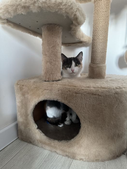 Отдам кошку в добрые руки