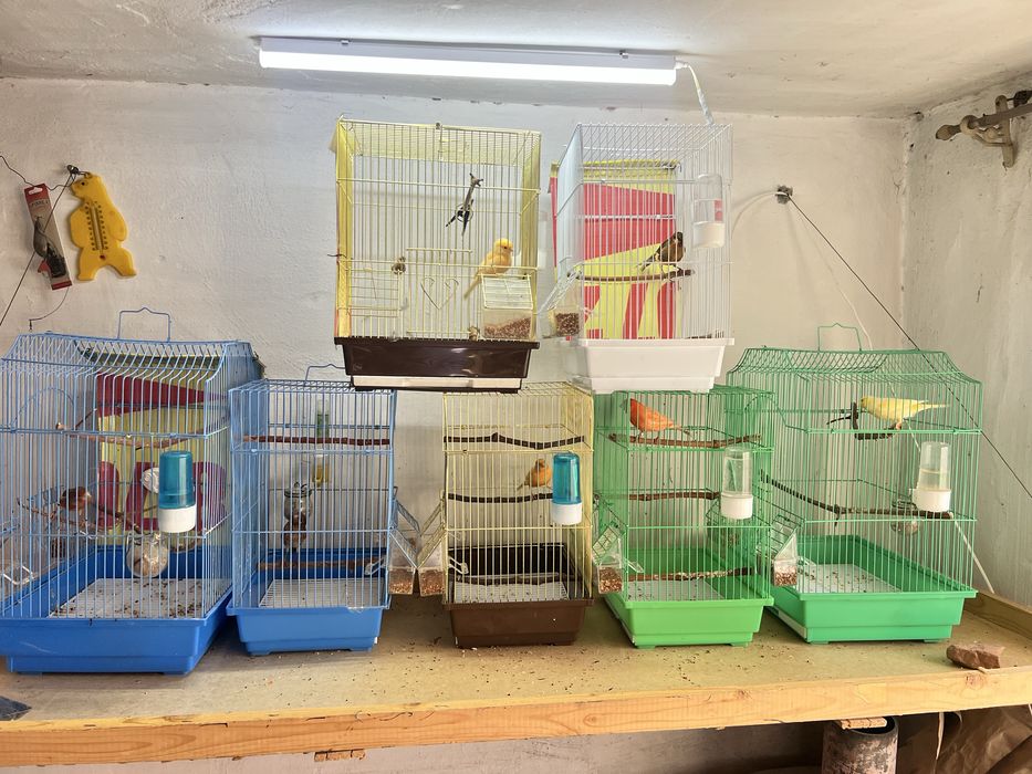 Конорейки поющие