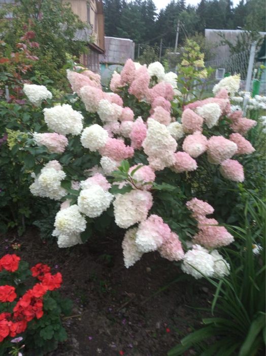 Цветы, Сад, Огород Растения