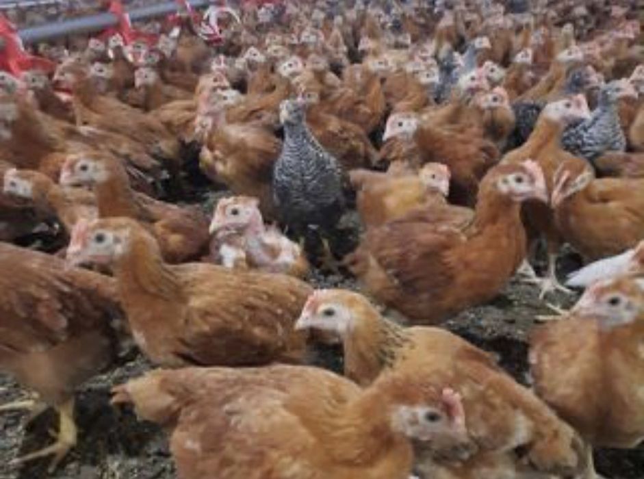 Vindem Pui rasa mixta și de carne