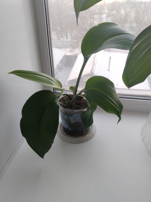 продам комнатные цветы