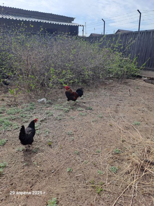 Әтештер сатылады