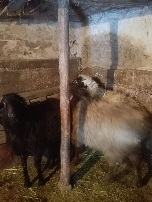 Продам баран молодых