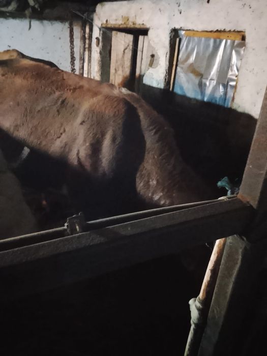 Vînd o vacă de 4 Ani