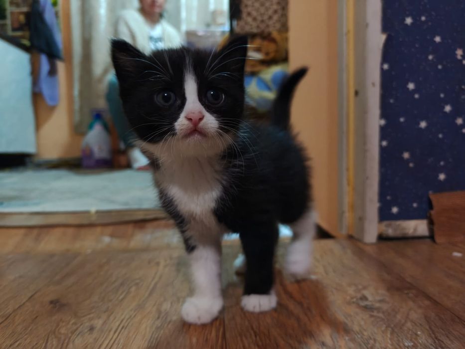 Отдаем котят в добрые руки