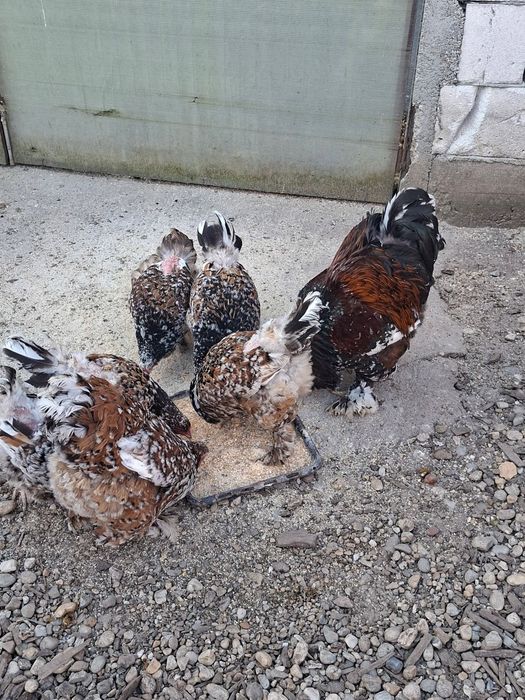 Familie brahma portelan 1 + 5