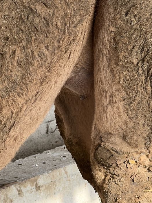 Toliq eshakda tugaydi