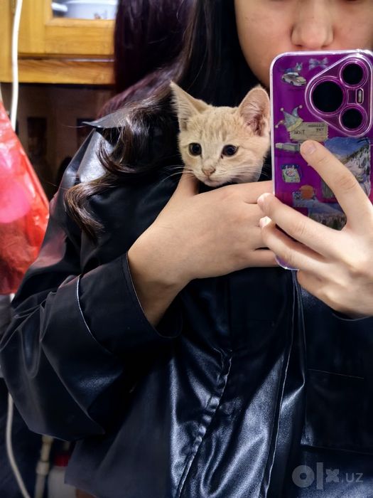 Отдам котёнка в добрые руки