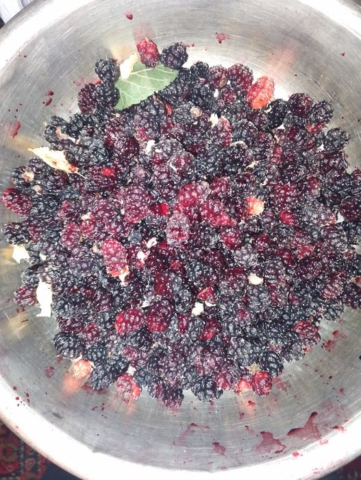 Shotut  Тутовник