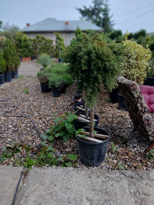 Plante ornamentale la ghiveci prindere garantată
