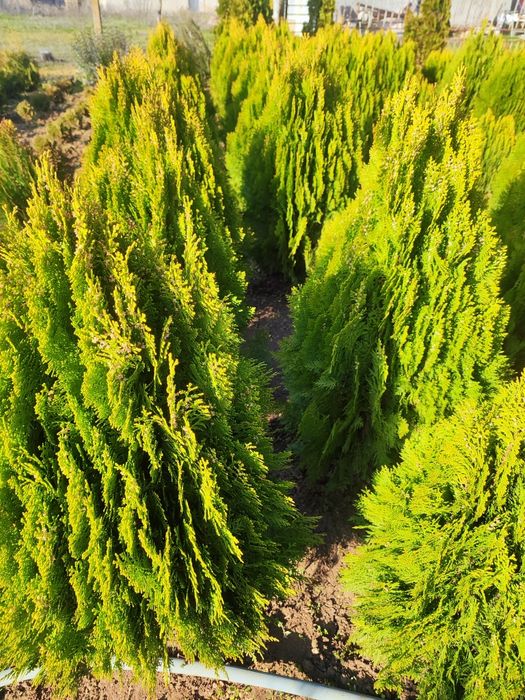 Туя Ауреа Нана , Лейланди , Смарагд !