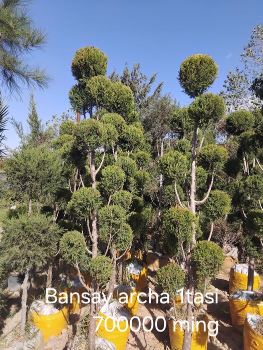 Gazon ekib berish ishlari lanshaftni dizayin assosida