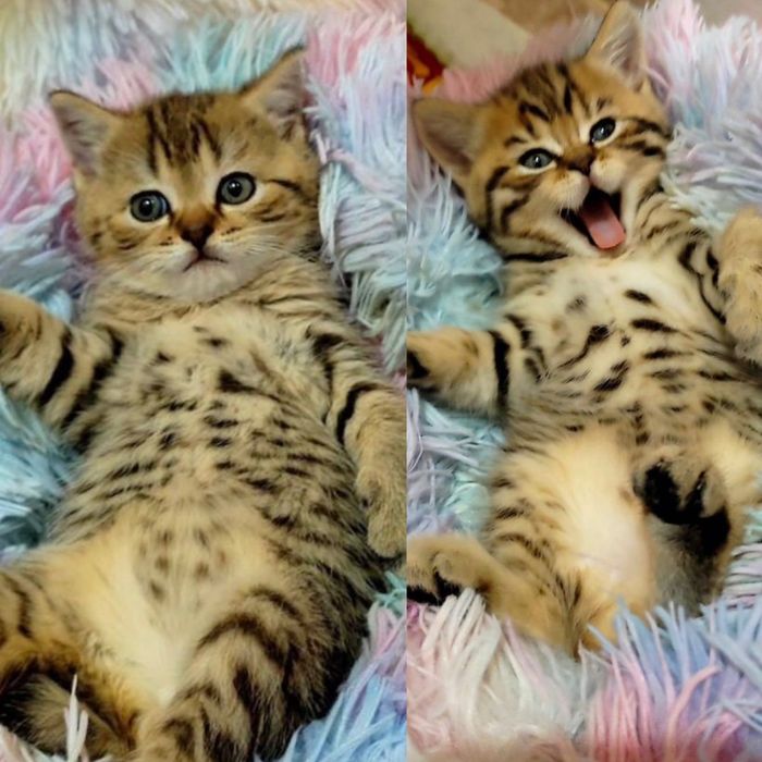 Шотландские тигрята-котята!