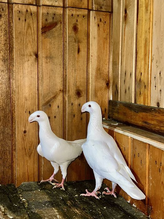 Продам голубей выстовочные немцы