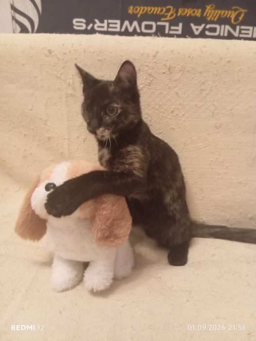 Отдам котят в добрые руки