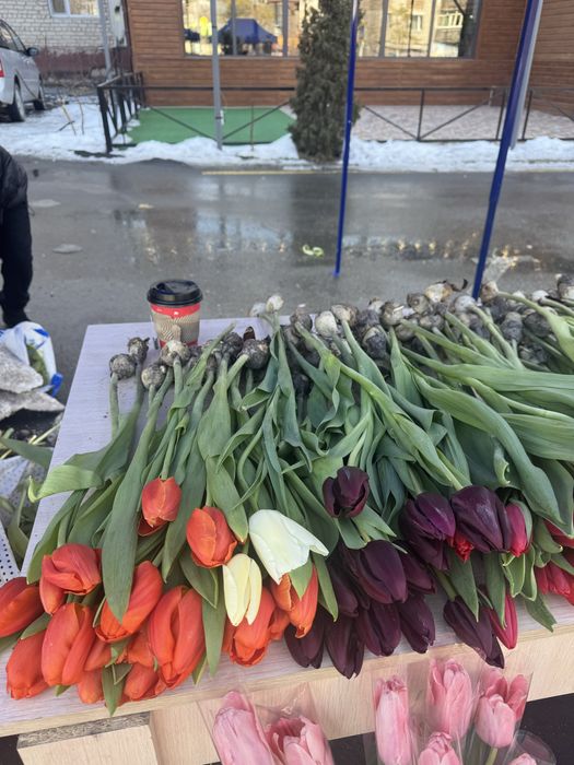 Продается тюльпаны тульпан сатылады