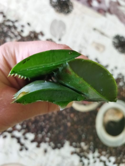 Лечебни растения алое