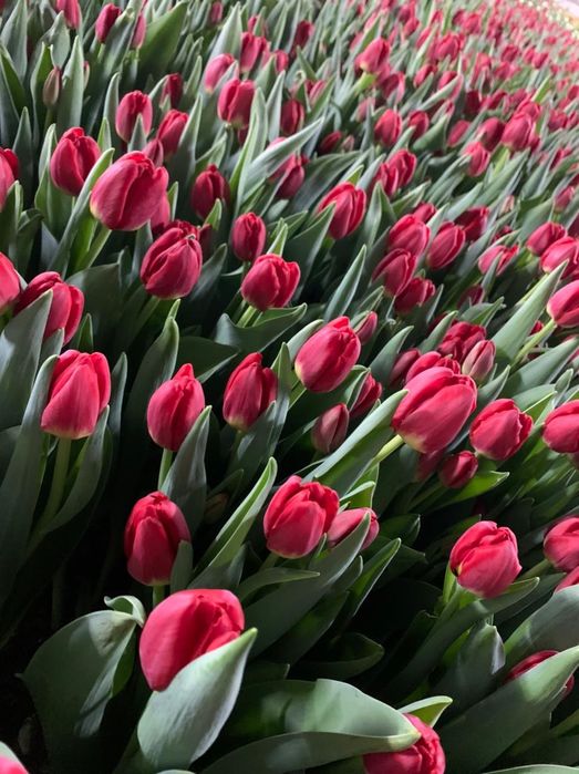 Продам тюльпаны, предзаказ на 8 марта