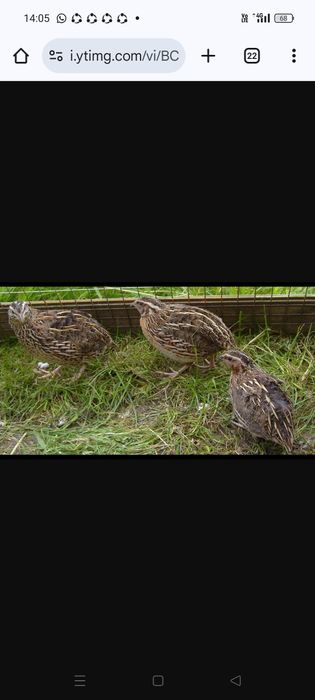 Перепелка разных возрастов