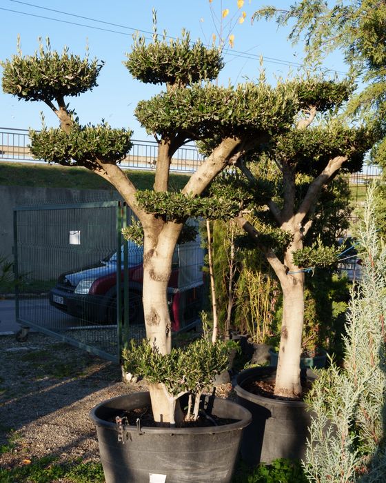 Maslin secular/ maslin bonsai de vanzare/ plante ornamentale